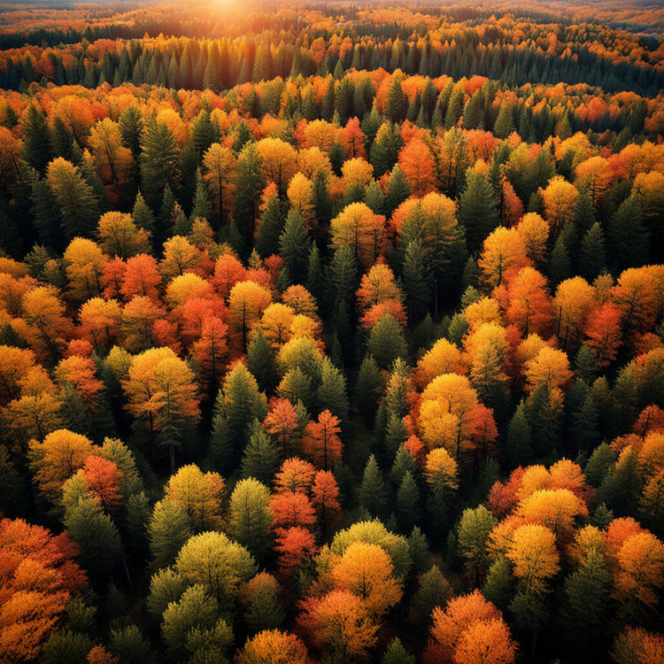 forêt d'automne, érable, chêne, feuilles mortes, soleil, lumière du crépuscule, forêt, montagne, arbres dorés