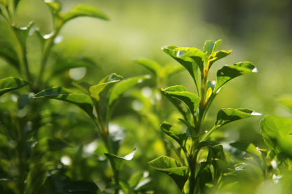 Thé Vert BIO Récolte de Fin d'Eté